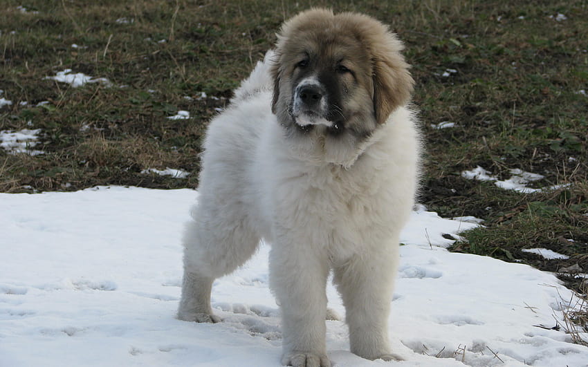 Caucasian Shepherd Dog, cachorrinho, cachorro branco fofo papel de parede HD