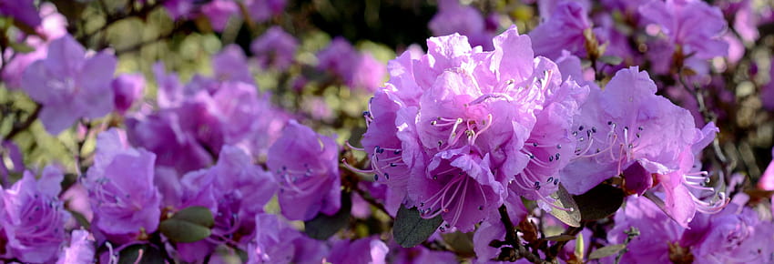 3065393 banner, bloom, blossom, flower, head , header, nature, rhododendrons bloom HD wallpaper