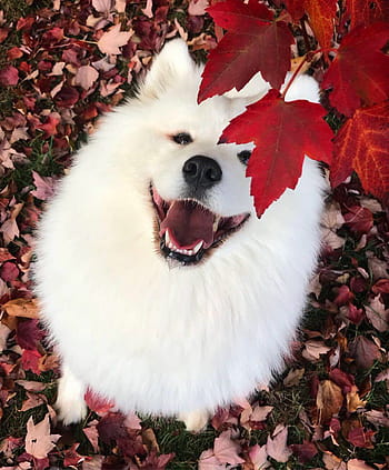 mayapolarbear on Instagram | Samoyed, Samoyed dogs, Samoyed puppy