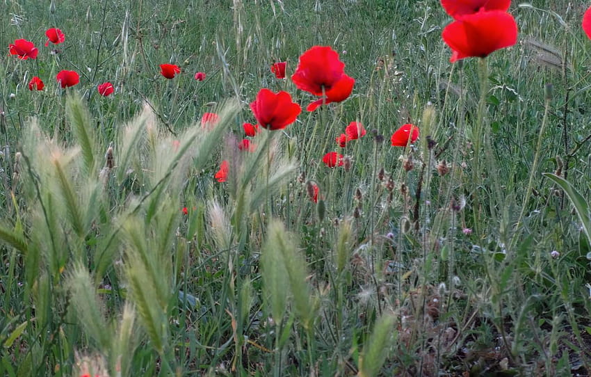 Gras, Schmetterling, Natur, Breit, Natur-Voll-Computer HD-Hintergrundbild
