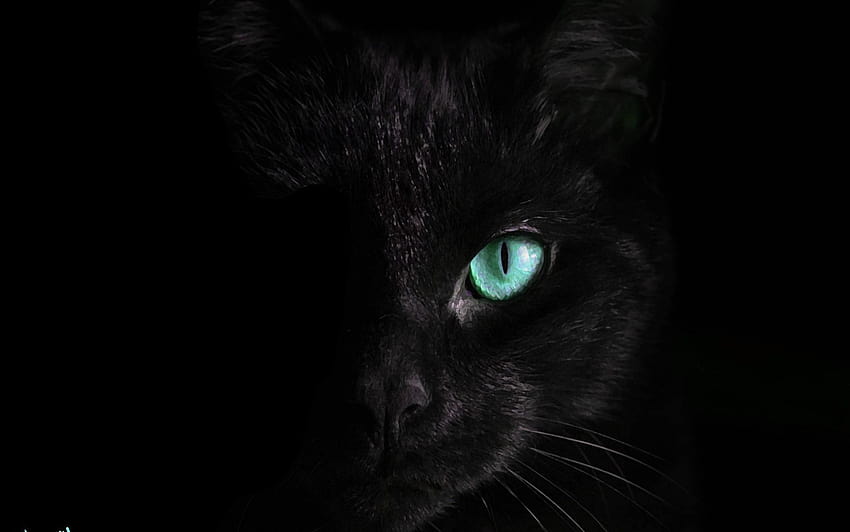 de gato preto ao vivo HD wallpaper