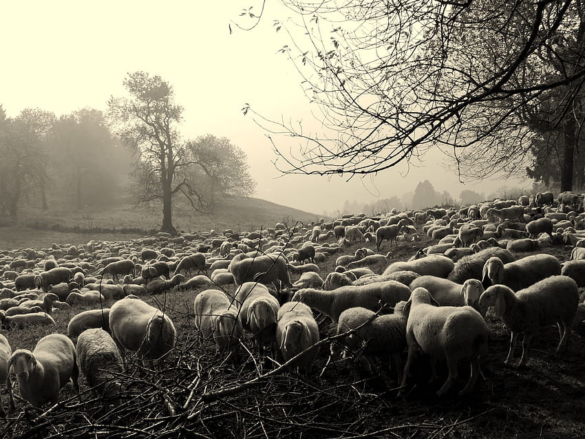 black and white of sheep, black sheep HD wallpaper