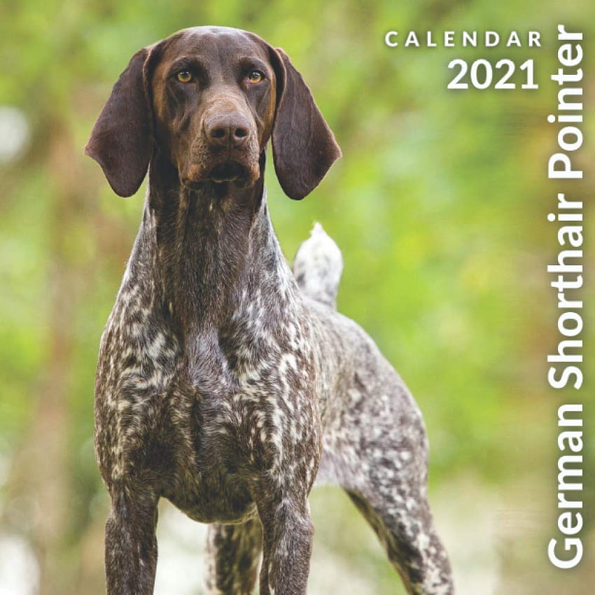 German Shorthair Pointer 2021 Calendar: Official German Shorthair Pointer Dogs Wall Calendar 2021, 12 Months HD phone wallpaper