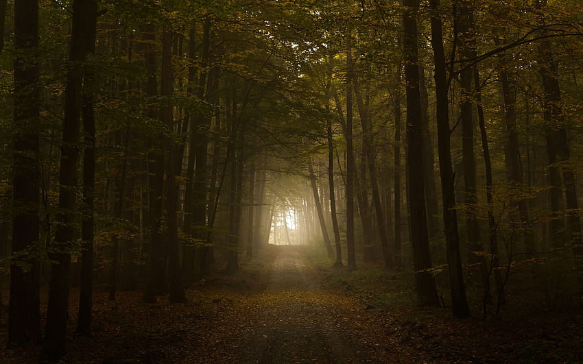 Creepy Forest Backgrounds Group, scary roads HD wallpaper