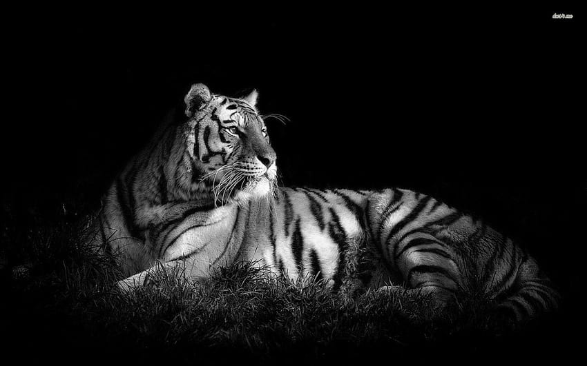 growling white tiger wallpaper