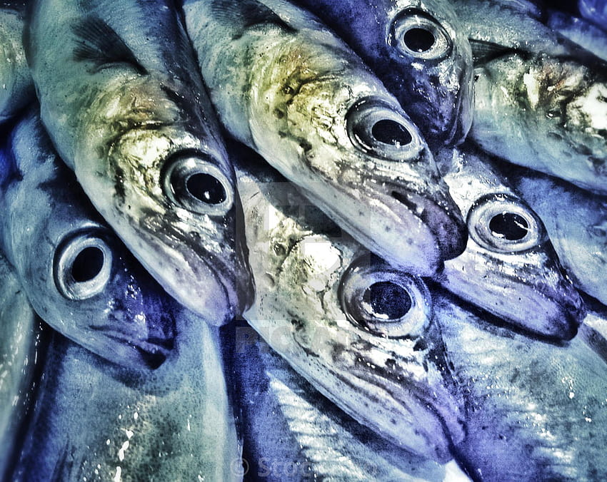 Fresh sardines for sale in a Barcelona fish market HD wallpaper
