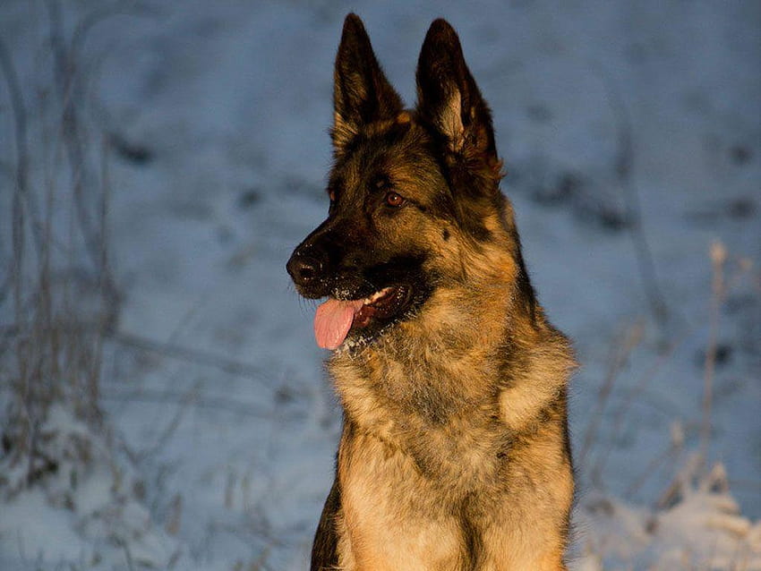 Tasty tidbits: the german shepherd's unique guarding and tracking, police german shepherd HD wallpaper