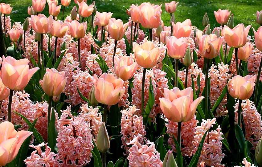 flowers, green leaves, spring, tulips, buds, flowerbed, spring hyacinths HD wallpaper