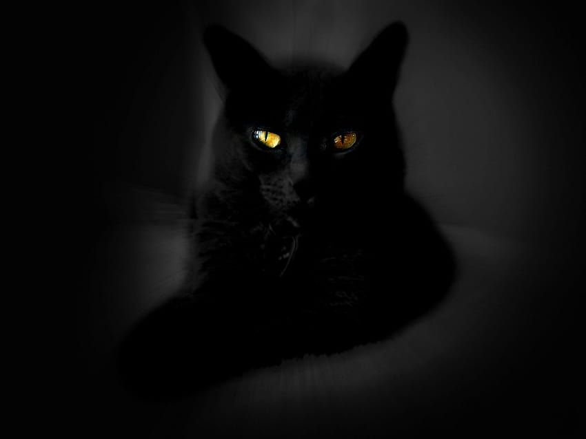 4 Сладка черна котка, естетична пролетна котка HD тапет