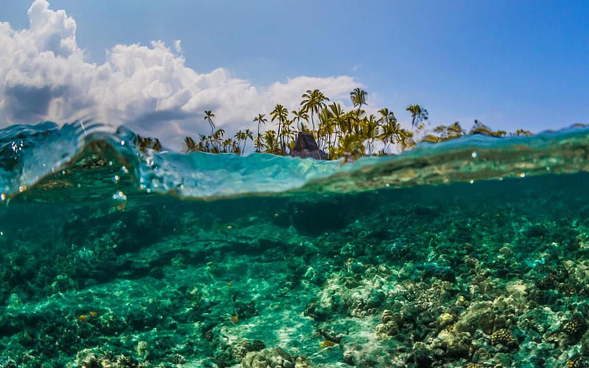 Hawaii Underwater, big island HD wallpaper