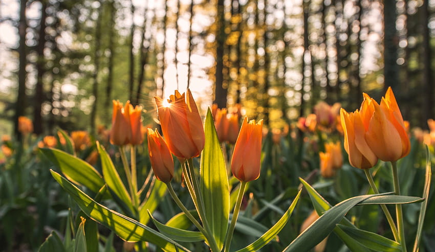 숲 속의 자연에서 오렌지 튤립 꽃의 일몰 샷, 숲 꽃 HD 월페이퍼