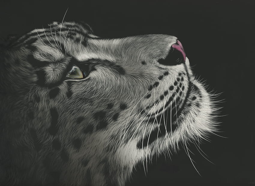 Big cats Snow leopards Whiskers Snout Black and 3469x2523, snow leopard ...