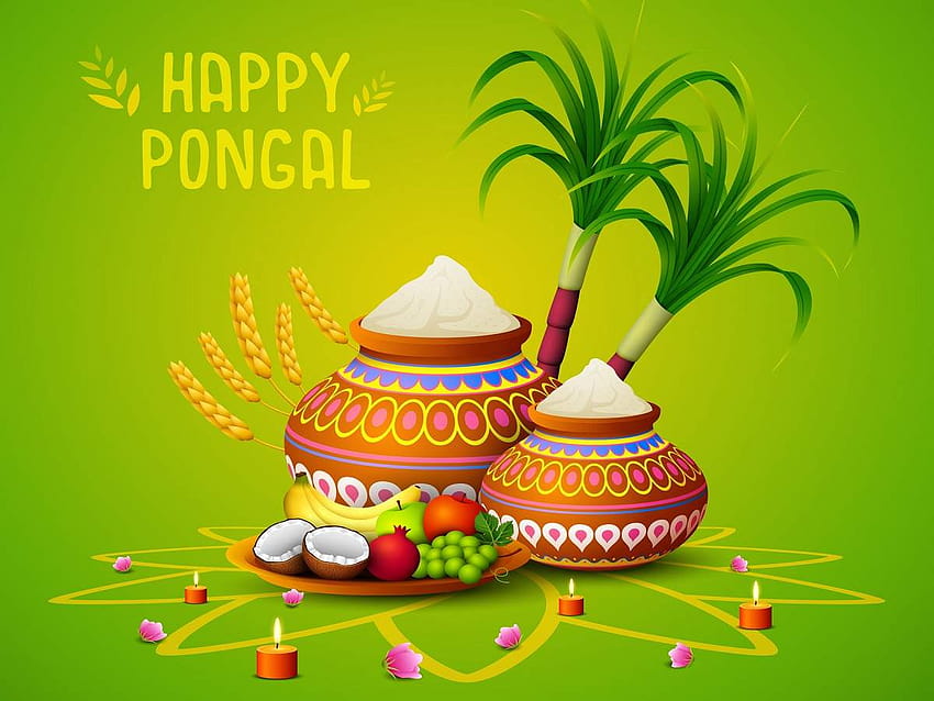 Happy Pongal 2020 : Vœux, Messages, Citations, Statut Facebook & Whatsapp, festival pongal Fond d'écran HD