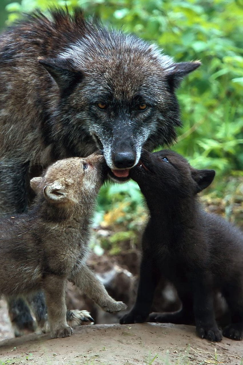 800x1200 wolf, family, babies, care, color iphone 4s/4 for parallax backgrounds, wolf family HD phone wallpaper