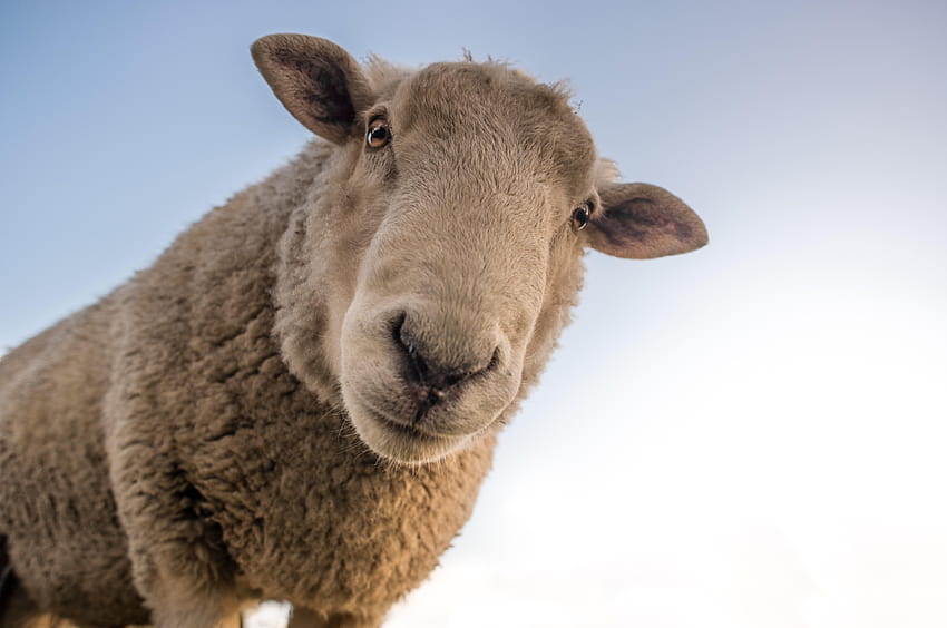 Focus of Brown Sheep Under Blue Sky · Stock, mignon mouton esthétique Fond d'écran HD
