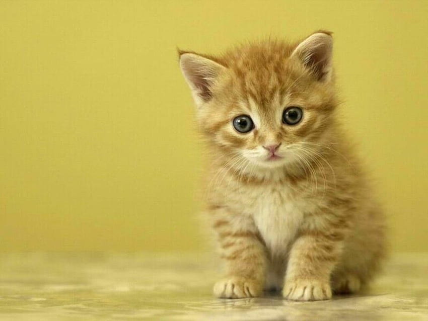 Cute kitten backgrounds, cute baby kittens HD wallpaper