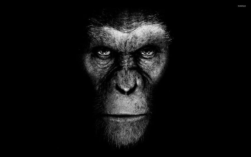 26 Apes And, caesar planet of the apes HD wallpaper