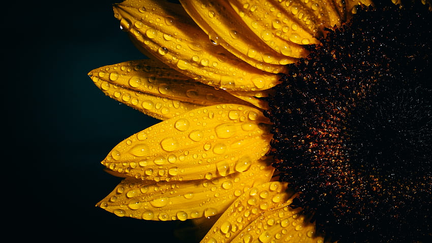 Sunflower , Black background, Rain droplets, Yellow, Flowers, sunflower with black HD wallpaper