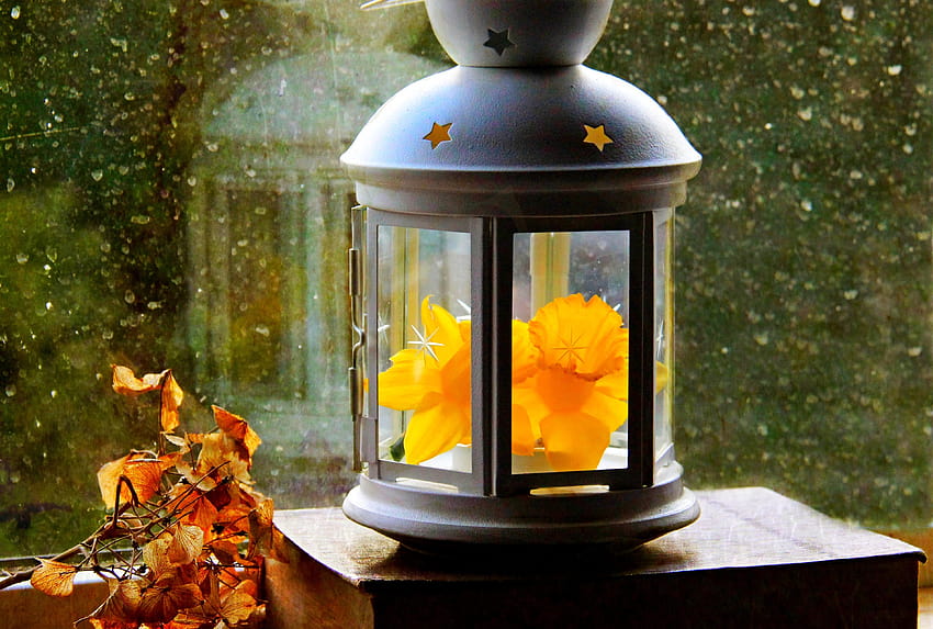 Linterna papel hojas flor narciso ventana gotas otoño, otoño linterna fondo de pantalla