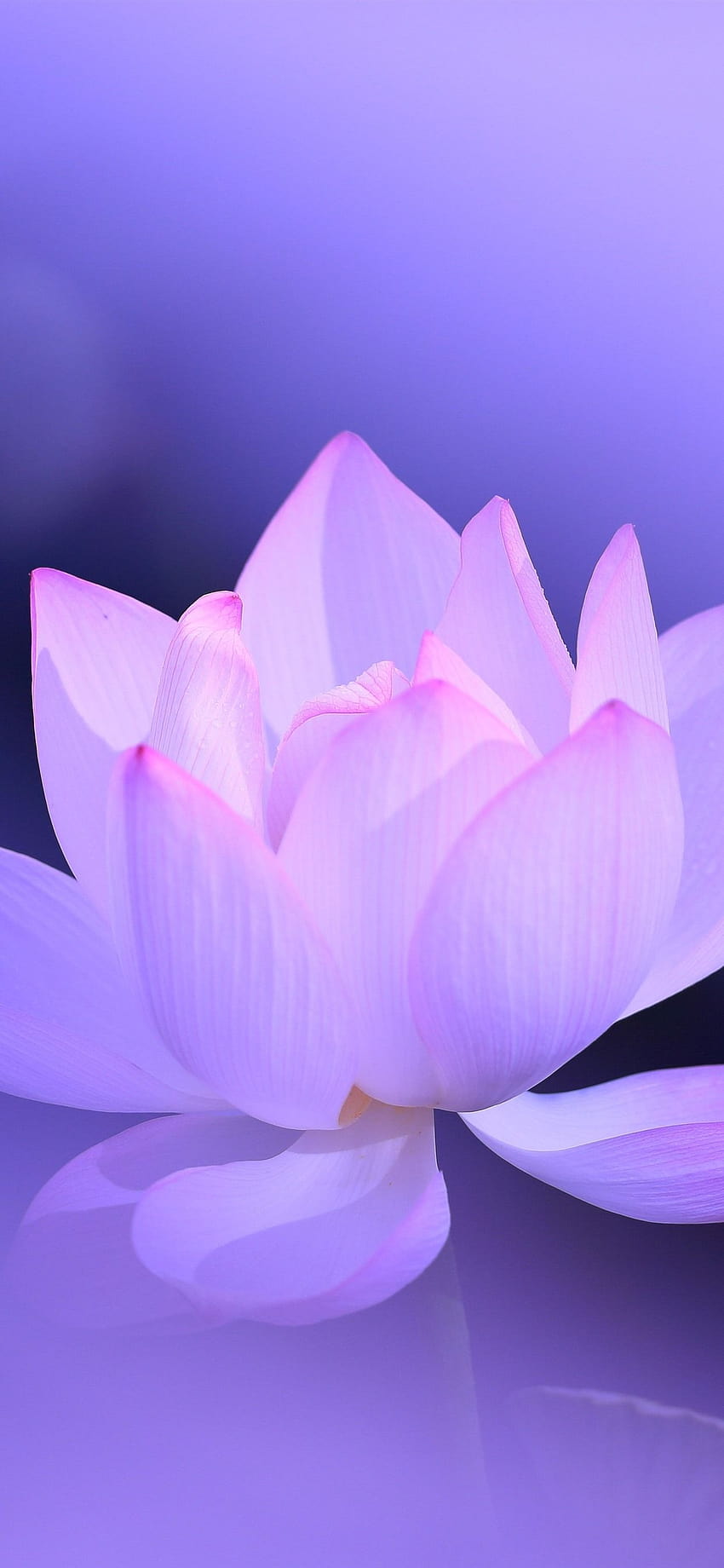 Pink Lotus, lotus mobile HD phone wallpaper