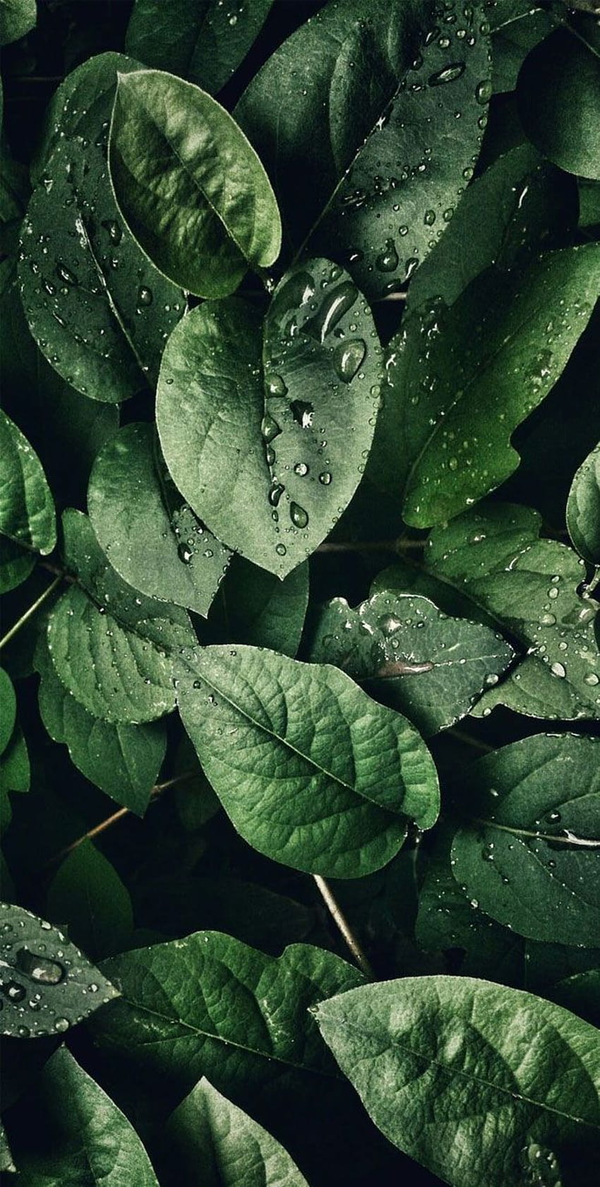 Leaves Phone, plant cell HD phone wallpaper