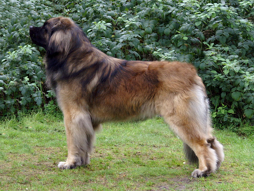 perro grande, perro, mamífero, vertebrado, raza de perro, cánidos, leonberger, perro de montaña estrella, carnívoro, raza de perro gigante, perro pastor caucásico fondo de pantalla