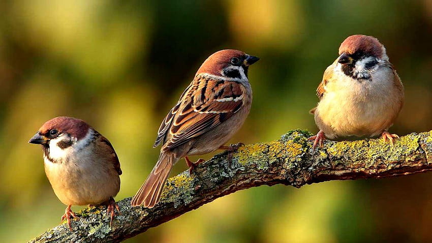 Sparrows Birds, house sparrow HD wallpaper