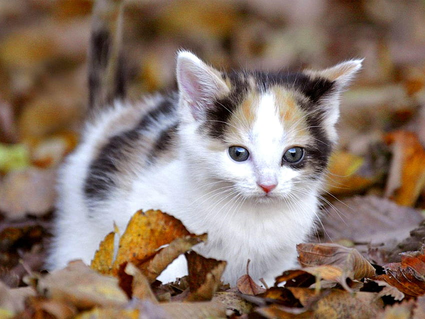 Cute Cat Pics Kitten High for Mobile, sevimli kedi yavruları mobil cihazlar için HD duvar kağıdı