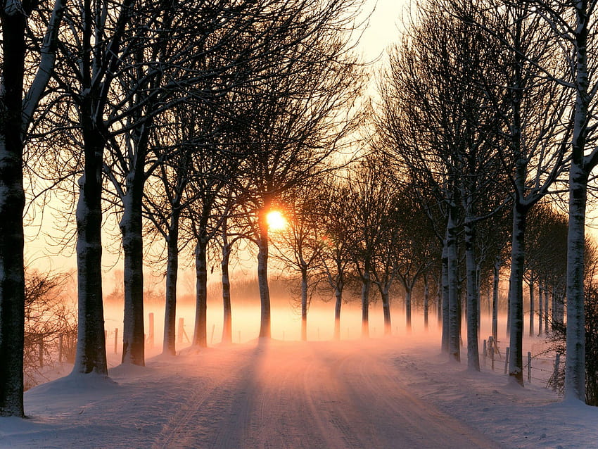 1600x1200 Snowy Road Bare Trees Sunny PC and Mac, sunny winter road HD wallpaper