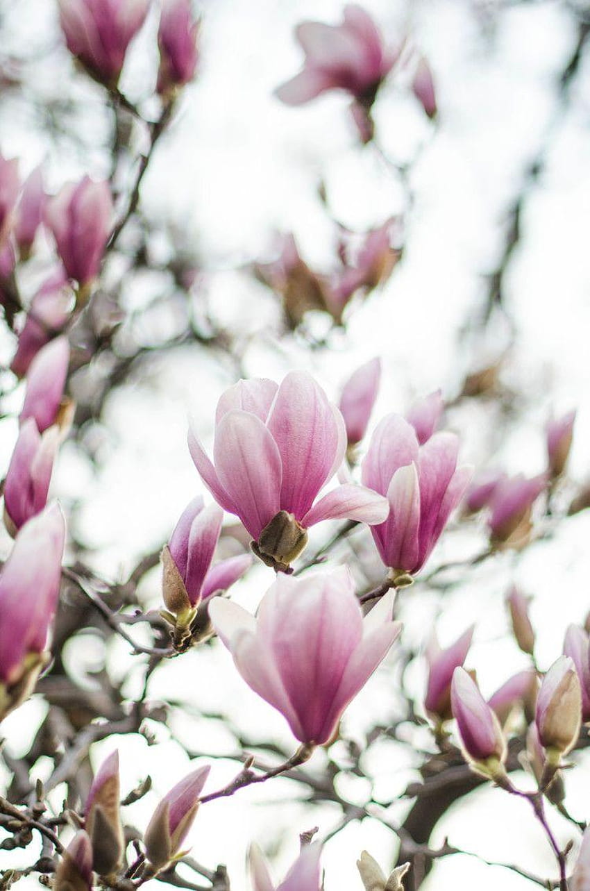 ROSE & IVY Journal Spring Awakening Magnolias Part II, magnolia spring HD phone wallpaper