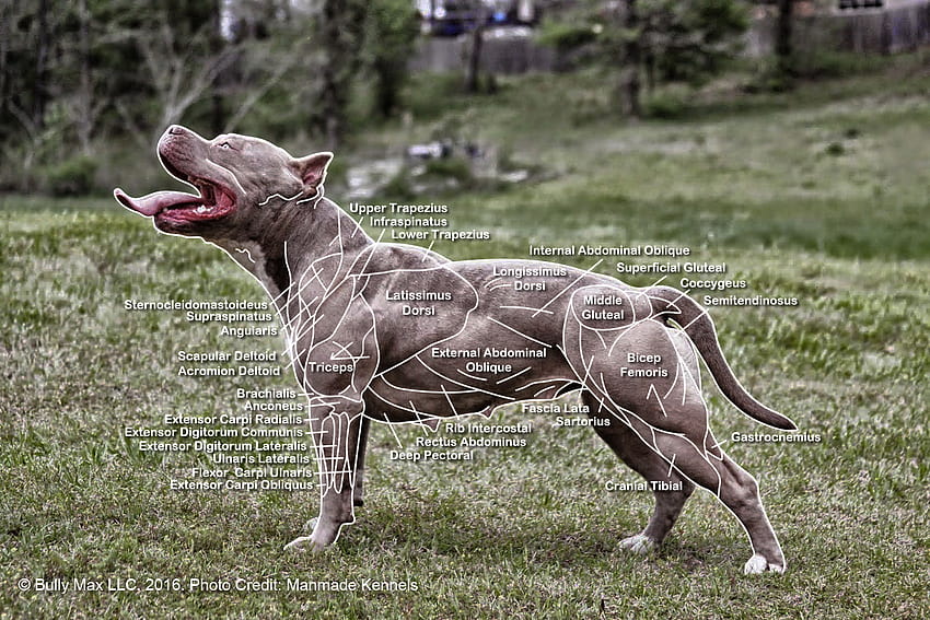 筋肉の猟犬、筋肉の犬 高画質の壁紙