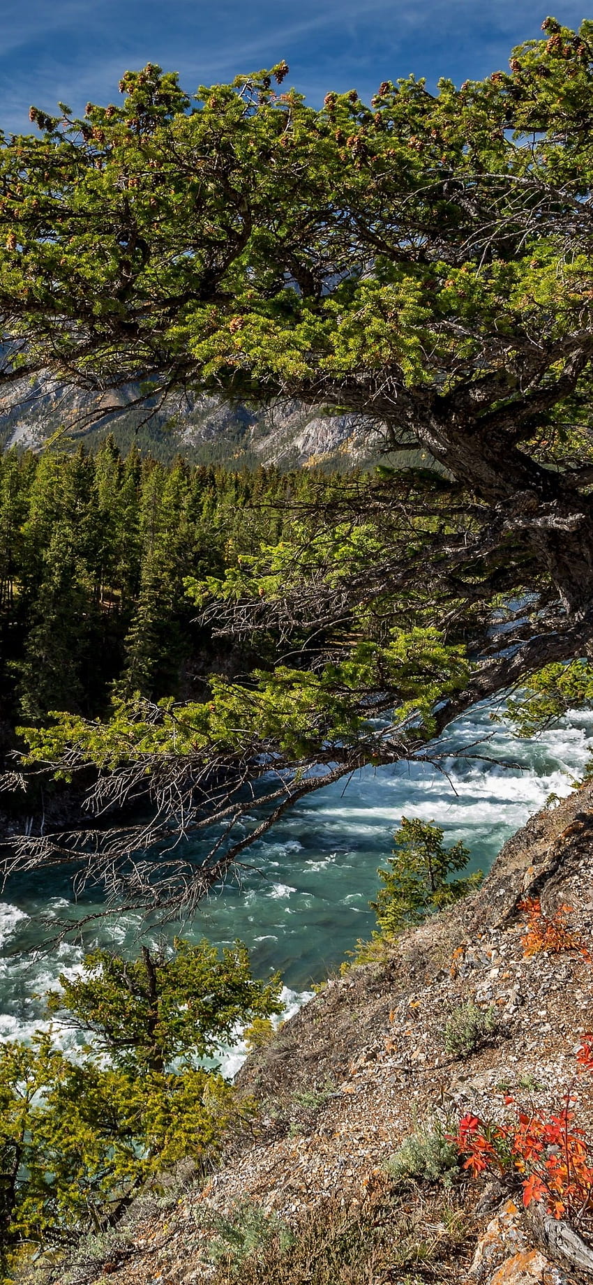 Canada, Alberta, Bow River, forêt, arbres 1125x2436 iPhone 11 Pro, forêt fluviale Fond d'écran de téléphone HD