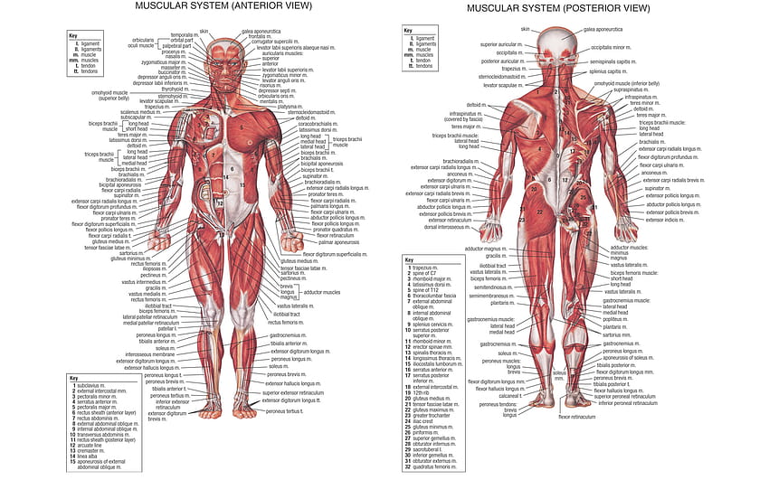 : Anatomie des Menschen, menschliche Physiologie HD-Hintergrundbild