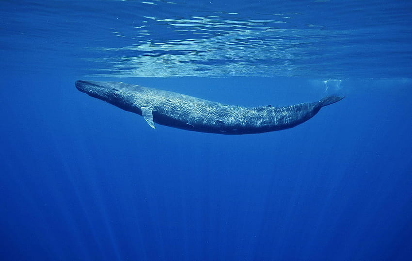 6 Baleia, baleia jubarte papel de parede HD