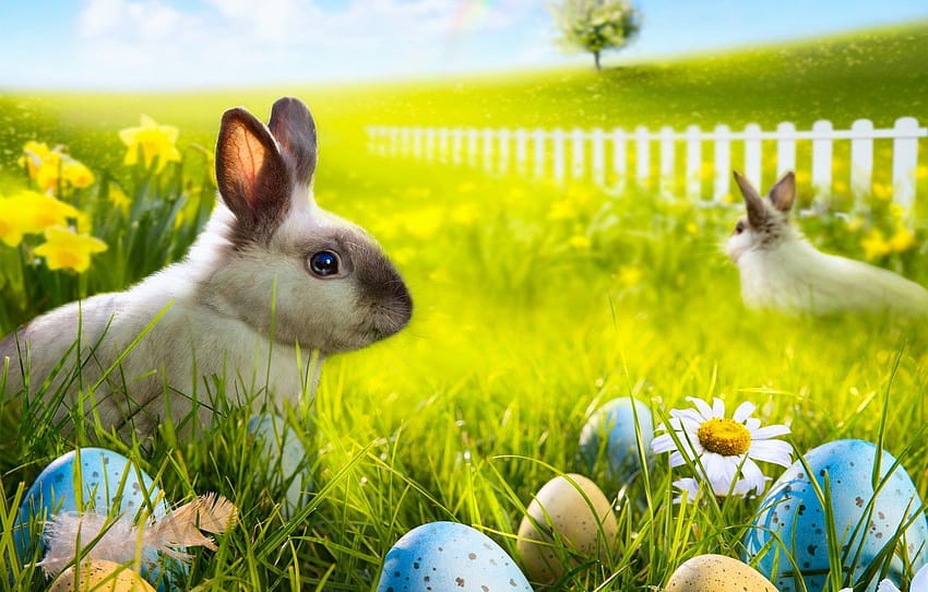 grass, flowers, chamomile, eggs, rainbow, spring, rabbit, rabbits in spring leaves HD wallpaper