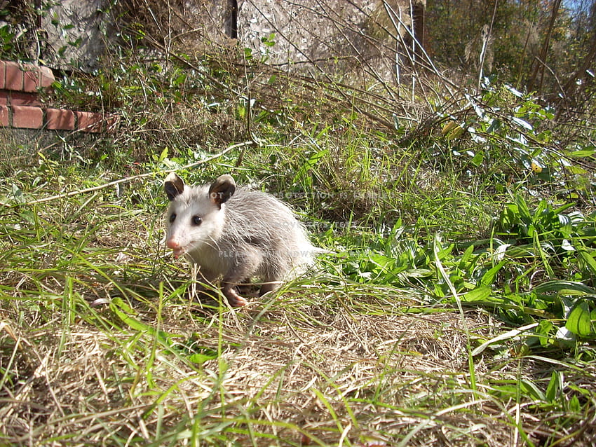 baby opossum opossum animali marsupiali Sfondo HD