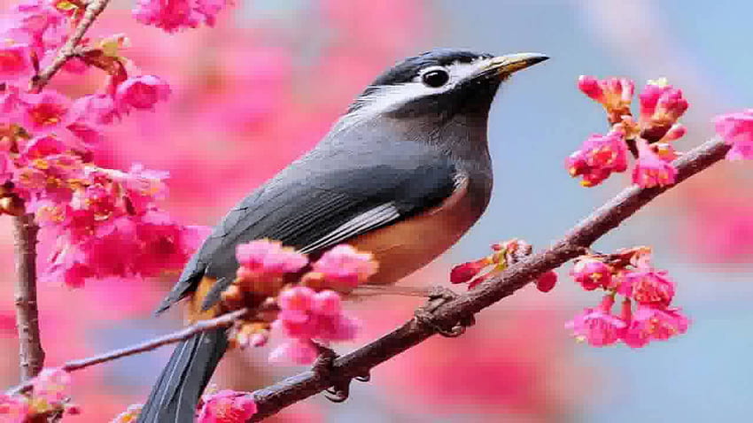 Beautiful Birds HD wallpaper | Pxfuel