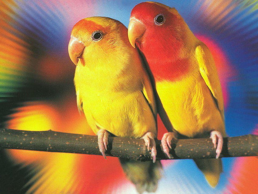 Love Birds, lovebirds HD wallpaper