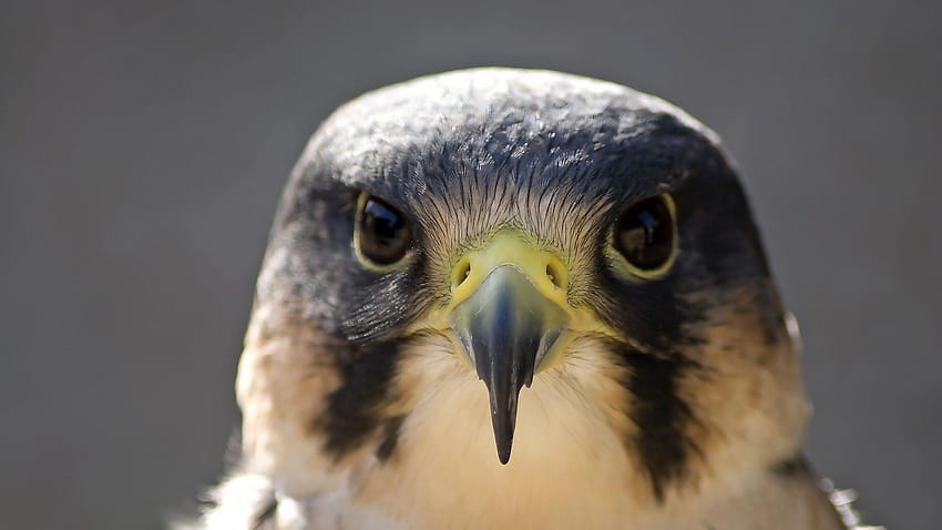 2560x1440 Peregrine Falcon, Beak, Eyes, Close HD wallpaper