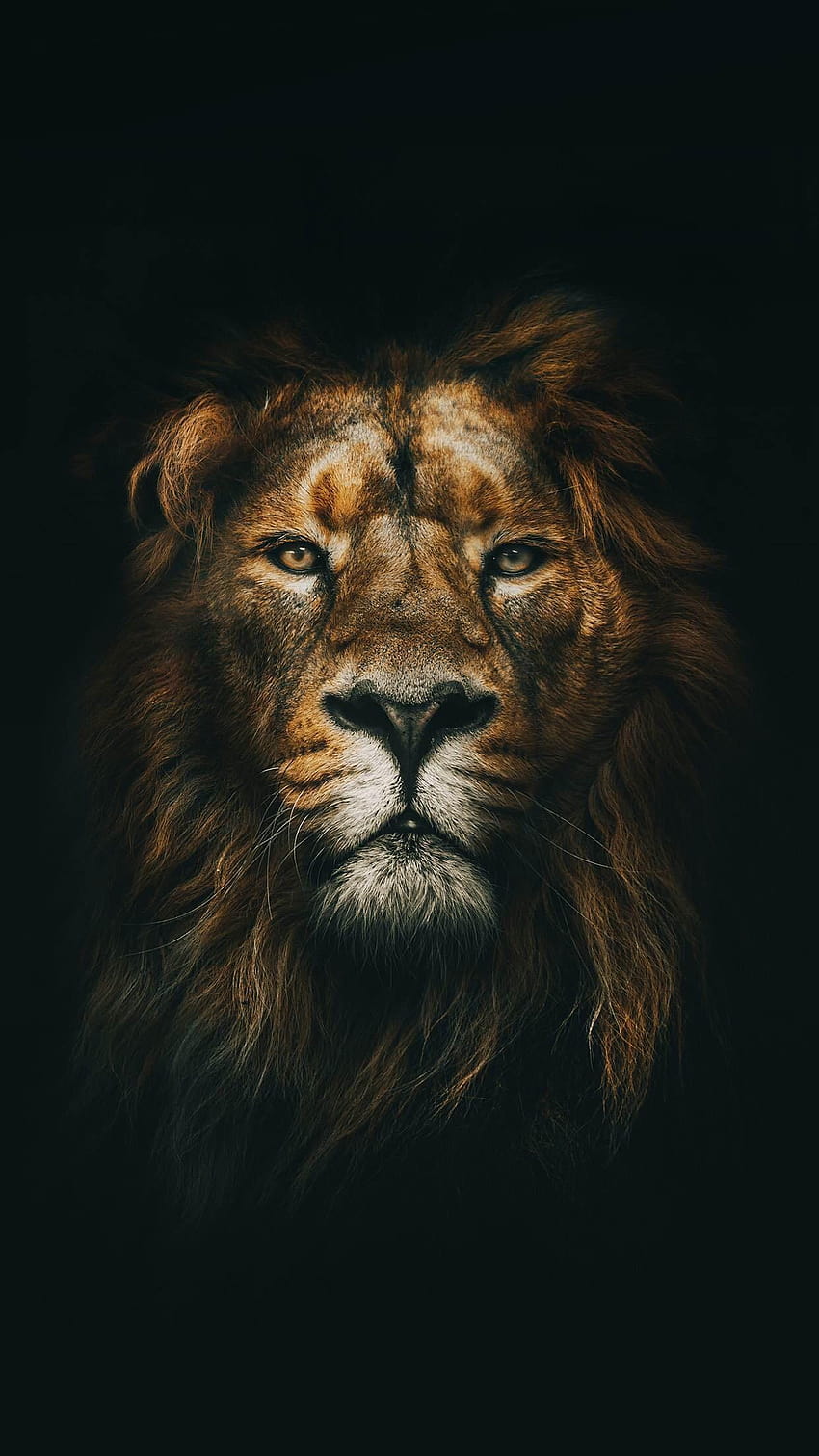 Lion iPhone, lion face iphone HD phone wallpaper
