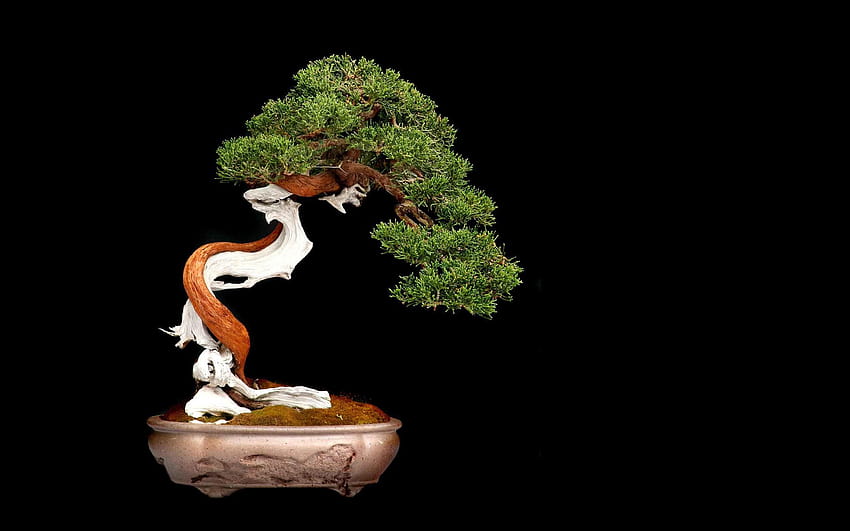 Pohon bonsai Wallpaper HD