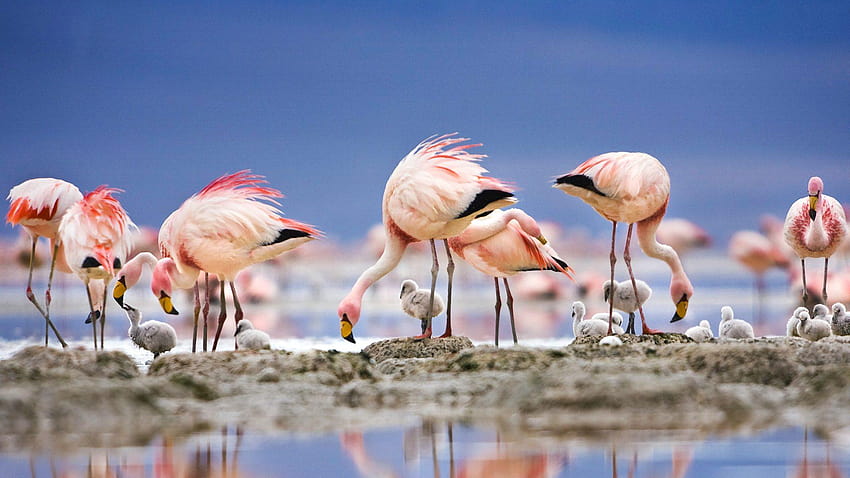 Flamingos de James na ilhota em Laguna Colorada, Bolívia papel de parede HD