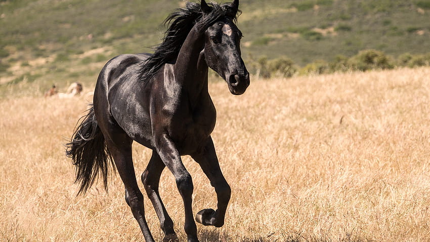 Disney Plus' Black Beauty almost had a live horse birth scene