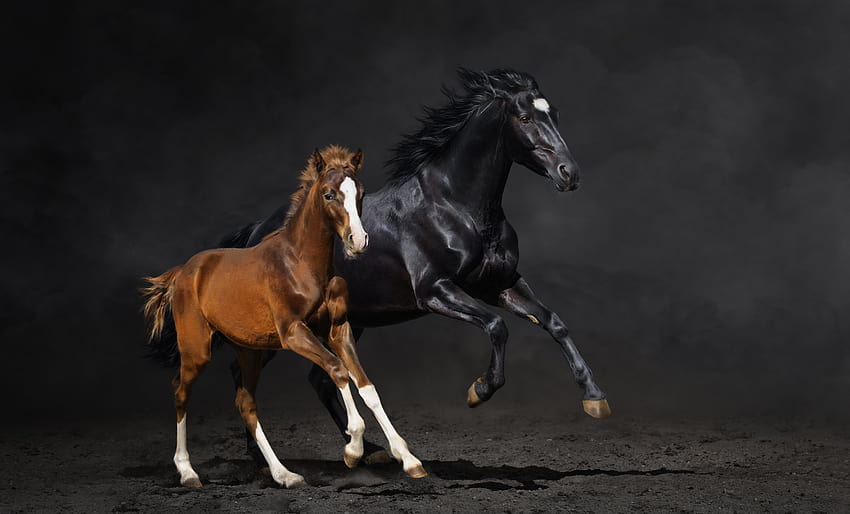 カップル, 子馬, 馬, 馬, 走る, ほこり / そしてモバイルの背景, かわいい赤ちゃん馬 高画質の壁紙