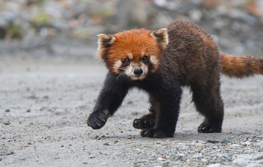 Visit Adorable Baby Cubs at China's New Panda Center