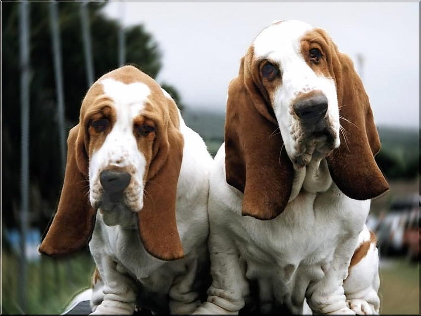 สุนัข Basset Hound สองตัว และ . สวยสองตัว วอลล์เปเปอร์ HD