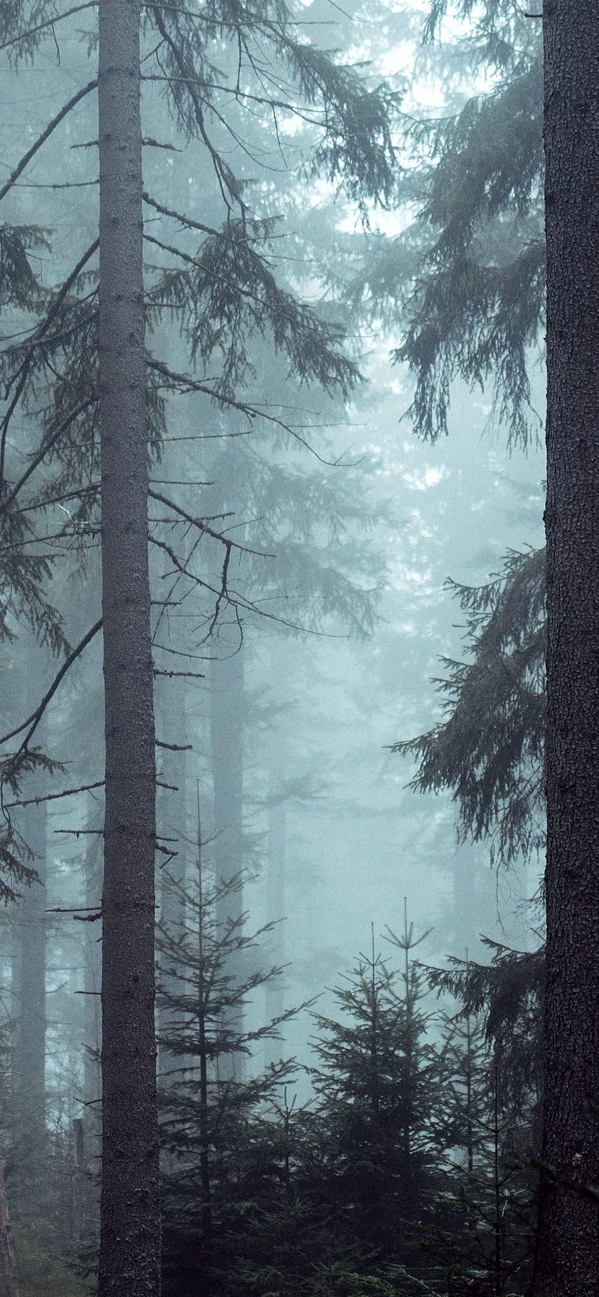 Forest woods misty forest trees Iphone X, fogy forest trees HD phone  wallpaper | Pxfuel