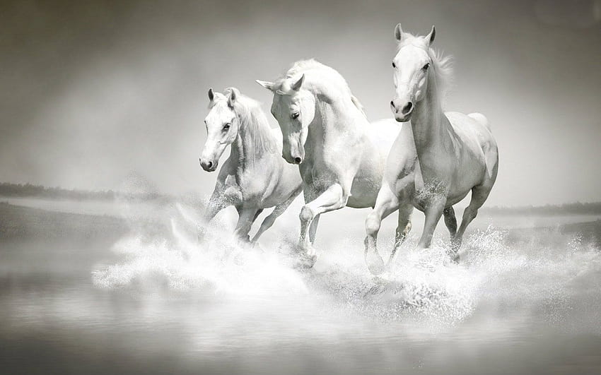 Horses, dog and horse HD wallpaper | Pxfuel