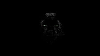 Black panther puma HD wallpapers | Pxfuel