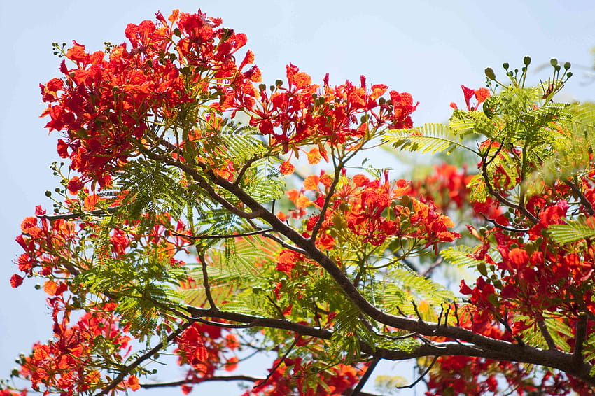 930+ Gulmohar Tree Stock Photos, Pictures & Royalty-Free Images - iStock